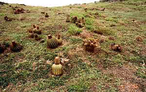 Popehead - Melocactus intortus