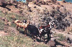 grazing goats