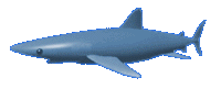 shark.gif (12013 bytes)