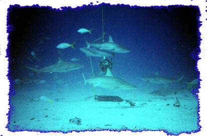 Shark Diving