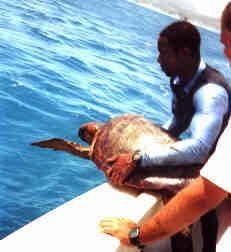 Turtle release