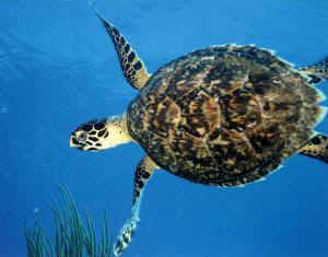 Hawksbill Turtle (Eretmochelys imbricata)